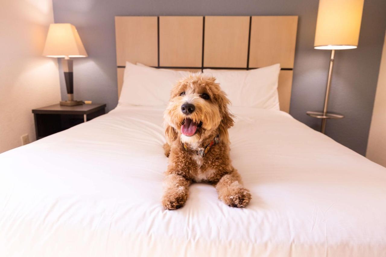 Sonesta Simply Suites Dallas Las Colinas Irving Ngoại thất bức ảnh